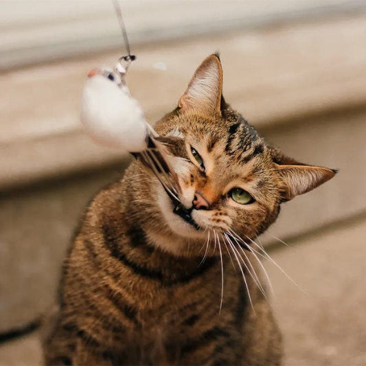 Simulation Bird Interactive Cat Toy